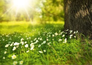 Mehr über den Artikel erfahren Einladung | Sommerserenade | Freitag, 20.06.2025 um 19 Uhr | Friedenskirche Mülheim