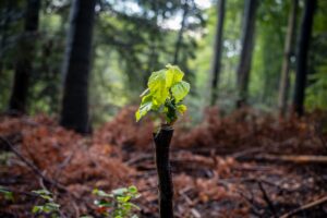 Mehr über den Artikel erfahren Einladung | Wir pflanzen einen Baum: 18.9., 13.00 Uhr
